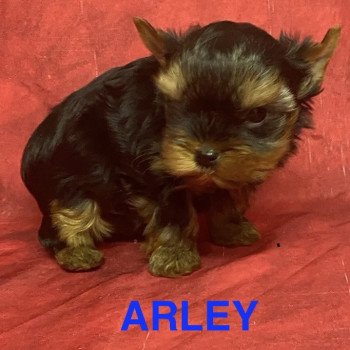 chiot Yorkshire terrier ARLEY york à réserver Domaine de la Chantelaie