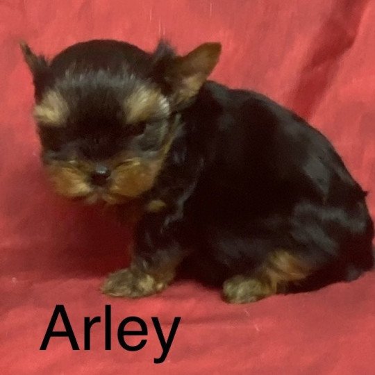 chiot Yorkshire terrier ARLEY york à réserver Domaine de la Chantelaie
