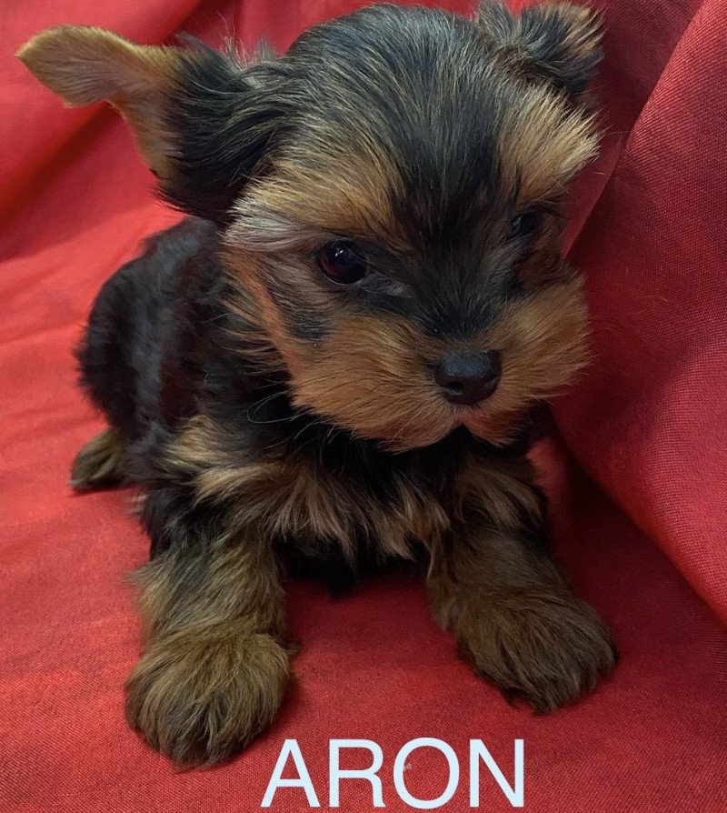 ARON yorkshire Mâle Yorkshire terrier