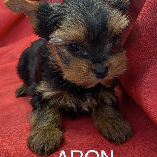 ARON yorkshire Mâle Yorkshire terrier
