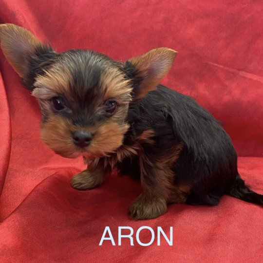 chiot Yorkshire terrier Noir et feu ARON yorkshire Domaine de la Chantelaie
