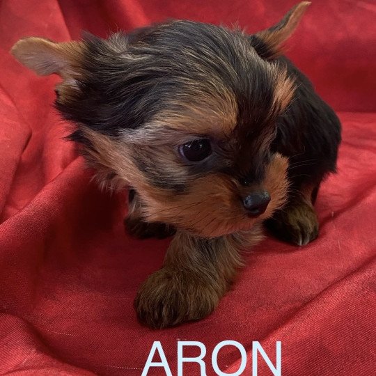 chiot Yorkshire terrier Noir et feu ARON yorkshire Domaine de la Chantelaie