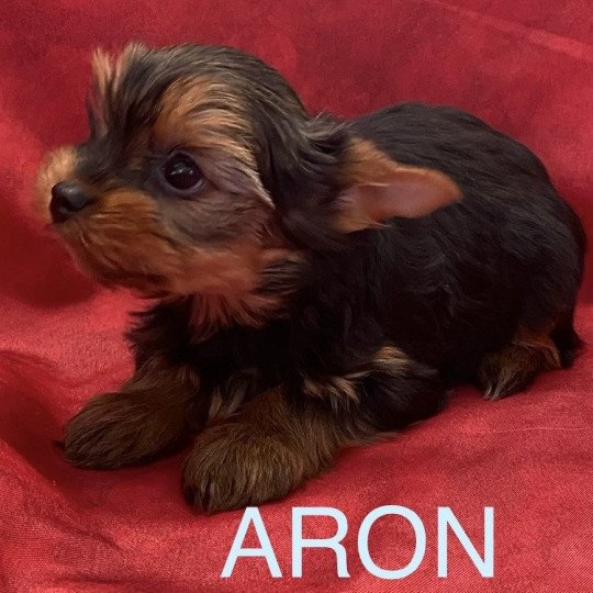 chiot Yorkshire terrier Noir et feu ARON yorkshire Domaine de la Chantelaie