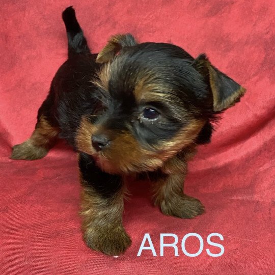 chiot Yorkshire terrier AROS york Domaine de la Chantelaie