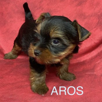 chiot Yorkshire terrier AROS york Domaine de la Chantelaie chiot Yorkshire terrier AROS york Domaine de la Chantelaie