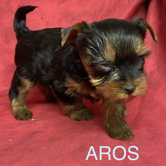 chiot Yorkshire terrier AROS york Domaine de la Chantelaie