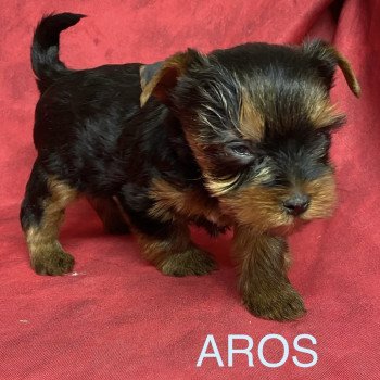 chiot Yorkshire terrier AROS york Domaine de la Chantelaie chiot Yorkshire terrier AROS york Domaine de la Chantelaie