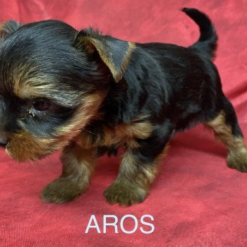 chiot Yorkshire terrier AROS york Domaine de la Chantelaie chiot Yorkshire terrier AROS york Domaine de la Chantelaie