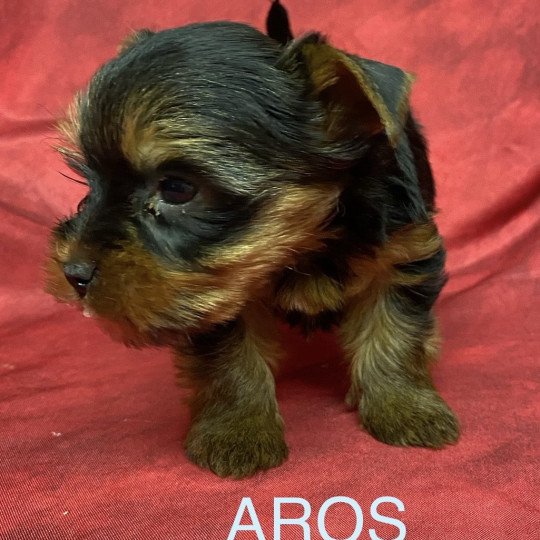 chiot Yorkshire terrier AROS york Domaine de la Chantelaie