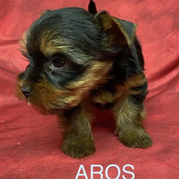 chiot Yorkshire terrier AROS york Domaine de la Chantelaie chiot Yorkshire terrier AROS york Domaine de la Chantelaie