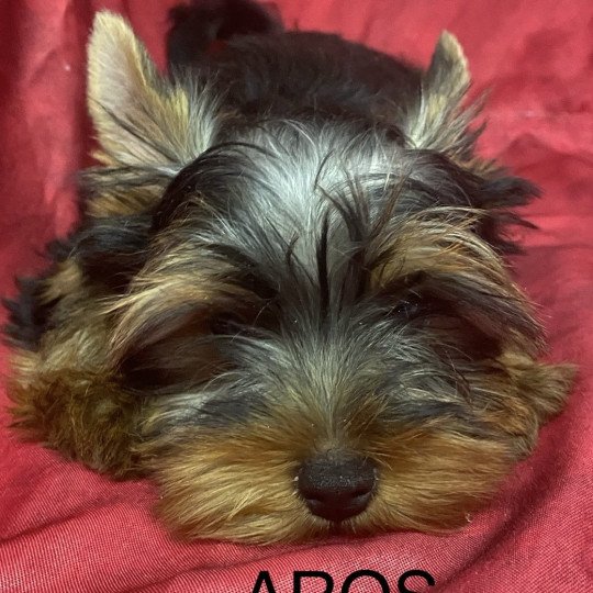 AROS york Mâle Yorkshire terrier