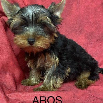 chiot Yorkshire terrier AROS york Domaine de la Chantelaie chiot Yorkshire terrier AROS york Domaine de la Chantelaie