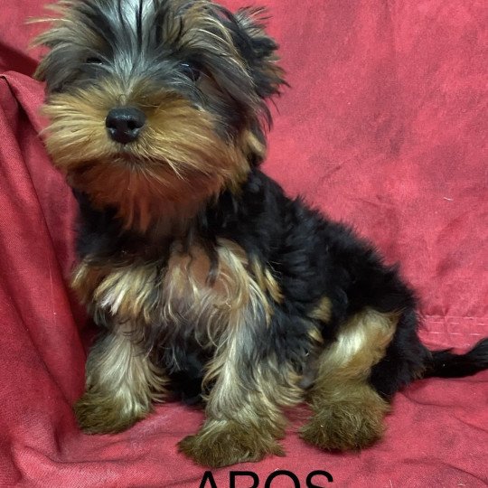 chiot Yorkshire terrier AROS york Domaine de la Chantelaie