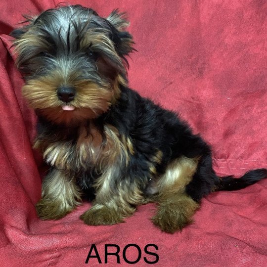chiot Yorkshire terrier AROS york Domaine de la Chantelaie