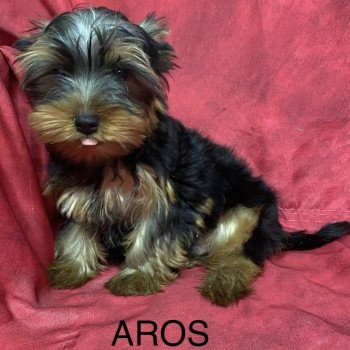 chiot Yorkshire terrier AROS york Domaine de la Chantelaie chiot Yorkshire terrier AROS york Domaine de la Chantelaie