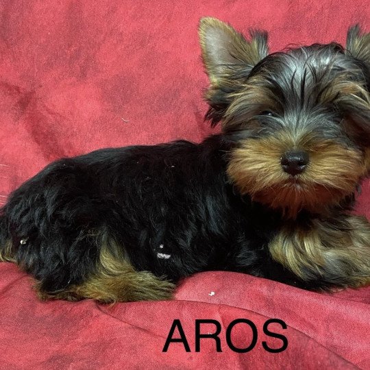 chiot Yorkshire terrier AROS york Domaine de la Chantelaie