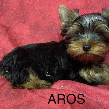chiot Yorkshire terrier AROS york Domaine de la Chantelaie chiot Yorkshire terrier AROS york Domaine de la Chantelaie