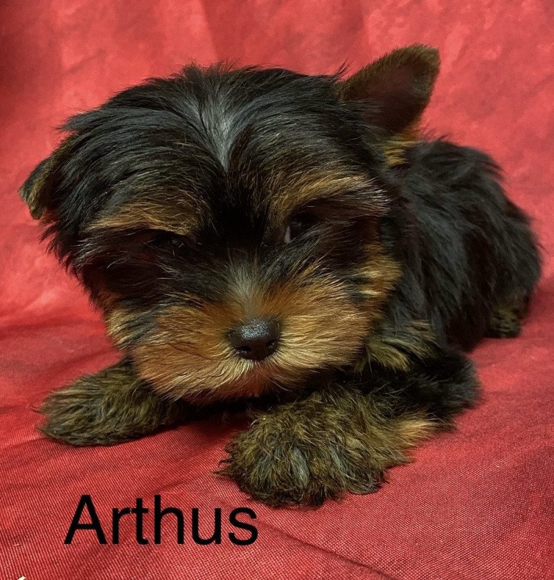 ARTHUS york Mâle Yorkshire terrier