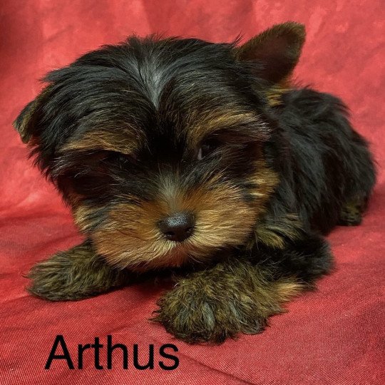 chiot Yorkshire terrier ARTHUS york Domaine de la Chantelaie