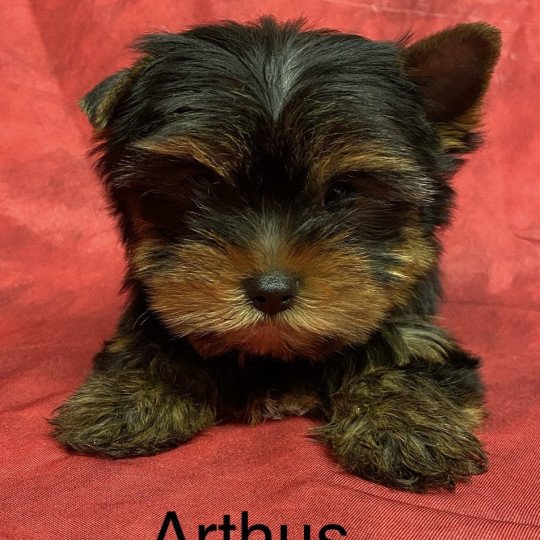 chiot Yorkshire terrier ARTHUS york Domaine de la Chantelaie