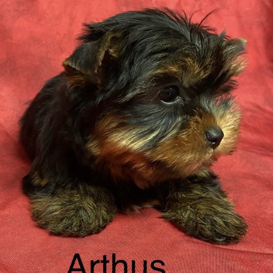chiot Yorkshire terrier ARTHUS york Domaine de la Chantelaie