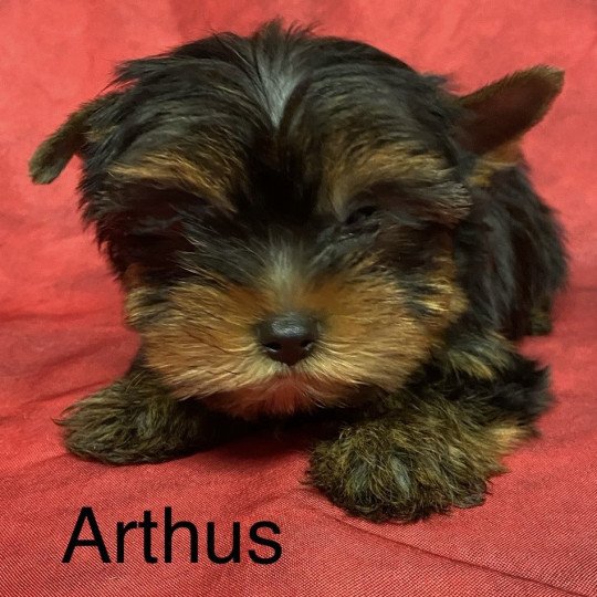 chiot Yorkshire terrier ARTHUS york Domaine de la Chantelaie