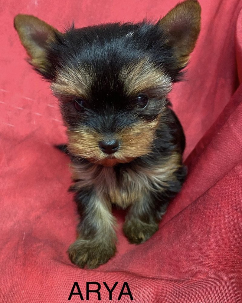 ARYA york Femelle Yorkshire terrier