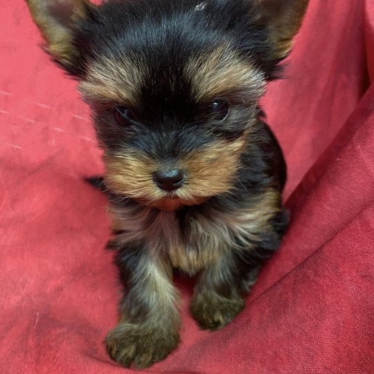 chiot Yorkshire terrier ARYA york Domaine de la Chantelaie