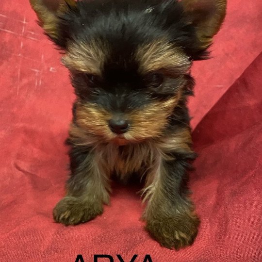 chiot Yorkshire terrier ARYA york Domaine de la Chantelaie