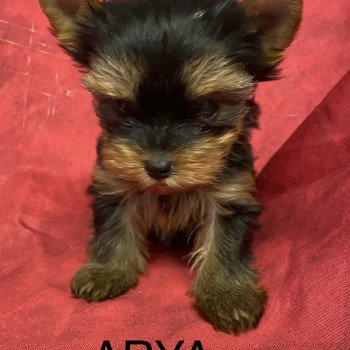 chiot Yorkshire terrier ARYA york Domaine de la Chantelaie