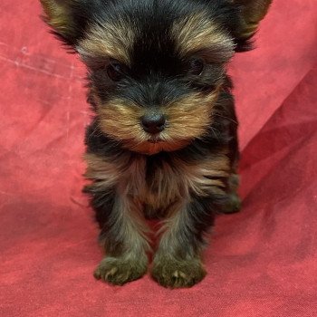 chiot Yorkshire terrier ARYA york Domaine de la Chantelaie
