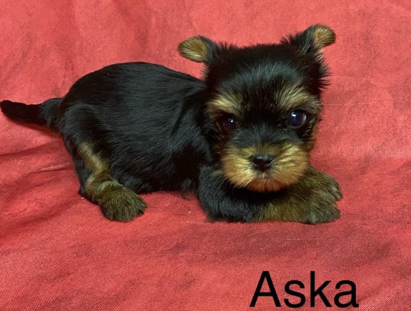 ASKA york Mâle Yorkshire terrier