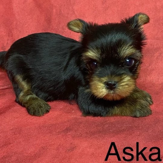 chiot Yorkshire terrier ASKA york Domaine de la Chantelaie