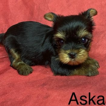 chiot Yorkshire terrier ASKA york Domaine de la Chantelaie