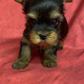 chiot Yorkshire terrier ASKA york Domaine de la Chantelaie