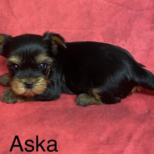 chiot Yorkshire terrier ASKA york Domaine de la Chantelaie