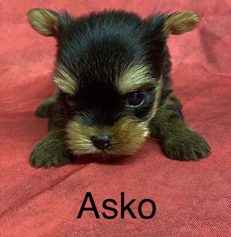 ASKO york Mâle Yorkshire terrier