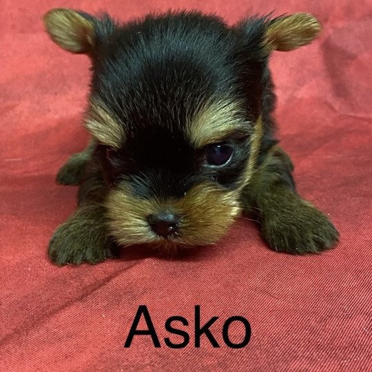 chiot Yorkshire terrier ASKO york Domaine de la Chantelaie