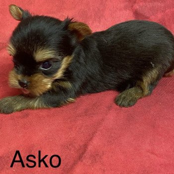 chiot Yorkshire terrier ASKO york Domaine de la Chantelaie
