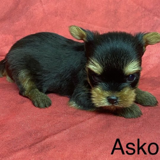chiot Yorkshire terrier ASKO york Domaine de la Chantelaie