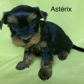 chiot Yorkshire terrier ASTERIX york Domaine de la Chantelaie