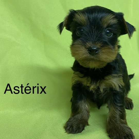 chiot Yorkshire terrier ASTERIX york Domaine de la Chantelaie