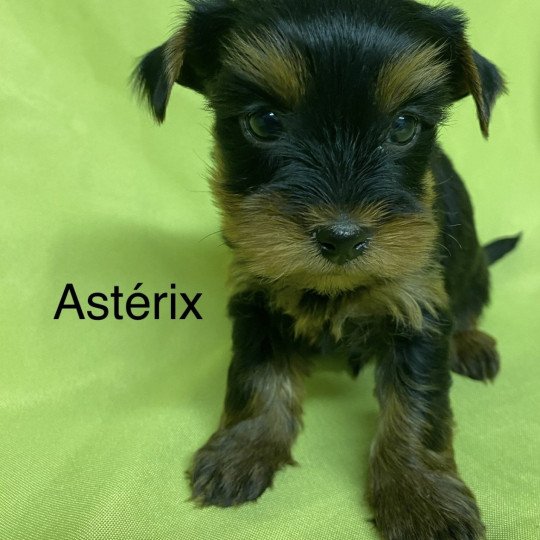 chiot Yorkshire terrier ASTERIX york Domaine de la Chantelaie