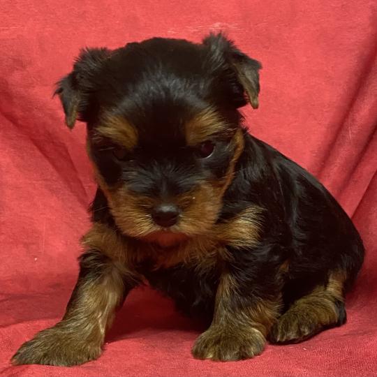 chiot Yorkshire terrier ASTIC York à réserver Domaine de la Chantelaie