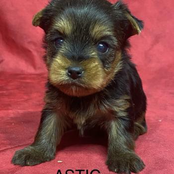 chiot Yorkshire terrier ASTIC York à réserver Domaine de la Chantelaie
