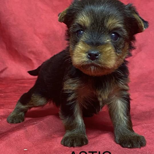 chiot Yorkshire terrier ASTIC York à réserver Domaine de la Chantelaie