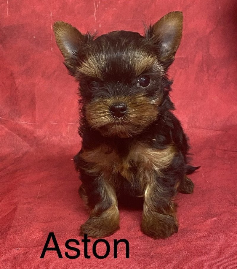 ASTON mini york à réserver Mâle Yorkshire terrier