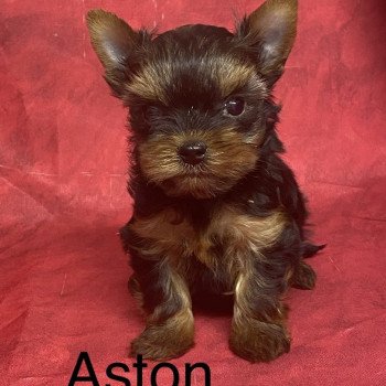 chiot Yorkshire terrier ASTON york; à réserver Domaine de la Chantelaie