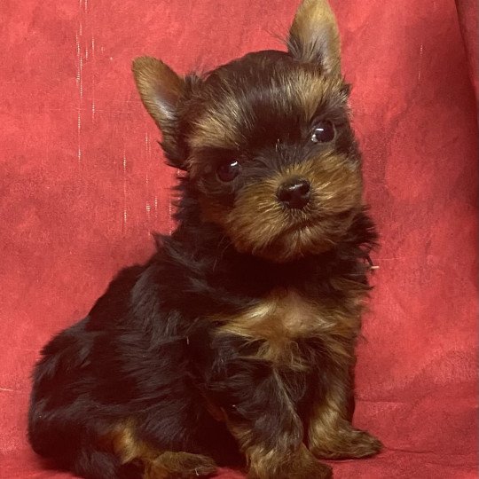 chiot Yorkshire terrier ASTON york; à réserver Domaine de la Chantelaie
