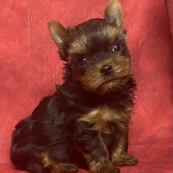 chiot Yorkshire terrier ASTON york; à réserver Domaine de la Chantelaie